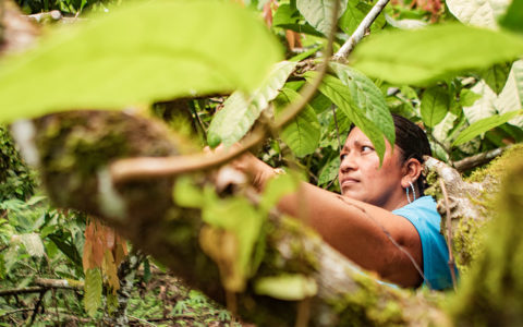 Forests Of People: Indigenous And Local Communities Will Highlight 